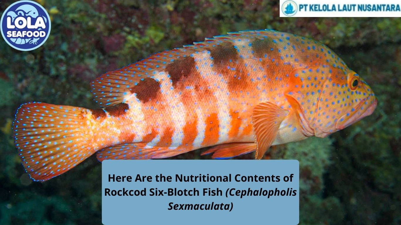 Here Are the Nutritional Contents of Rockcod Six-Blotch Fish (Cephalopholis Sexmaculata)